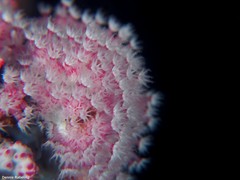 Alcyonium coralloides