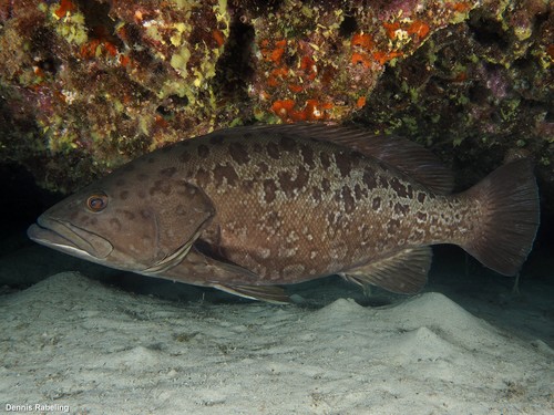 Island Grouper