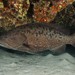 Island Grouper - Photo (c) Dennis Rabeling, some rights reserved (CC BY-NC-ND), uploaded by Dennis Rabeling