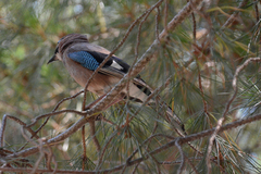 Garrulus glandarius corsicanus