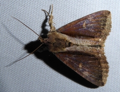 Ercheia