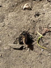 Xylocopa sonorina
