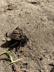 Xylocopa sonorina