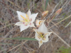 Calochortus lyallii