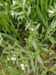 Buglossoides arvensis