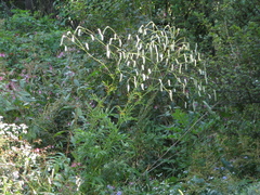 Sanguisorba parviflora
