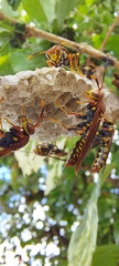 Polistes myersi