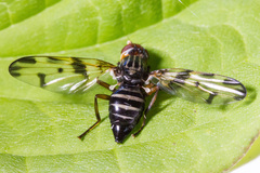 Otites porcus