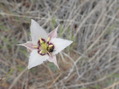 Calochortus lyallii