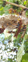 Polistes myersi