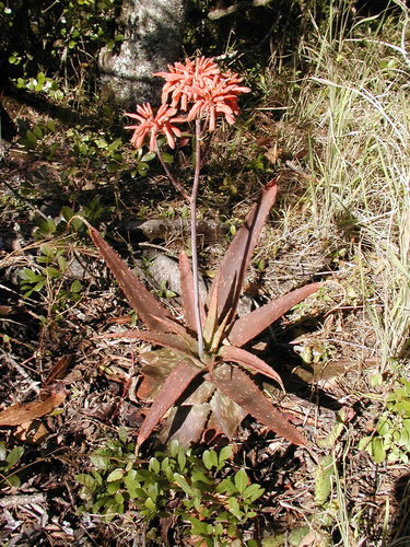 Aloe hahnii