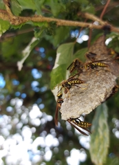Polistes myersi