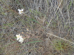 Calochortus lyallii