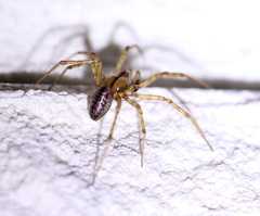 Stemonyphantes lineatus