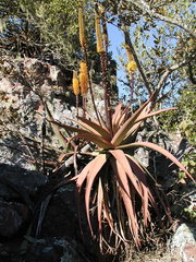 Aloe spicata