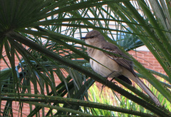 Mimus polyglottos