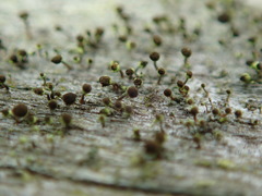 Chaenotheca phaeocephala