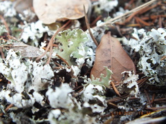 Cladonia prostrata