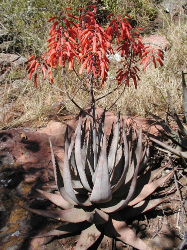 Aloe chabaudii var. chabaudii