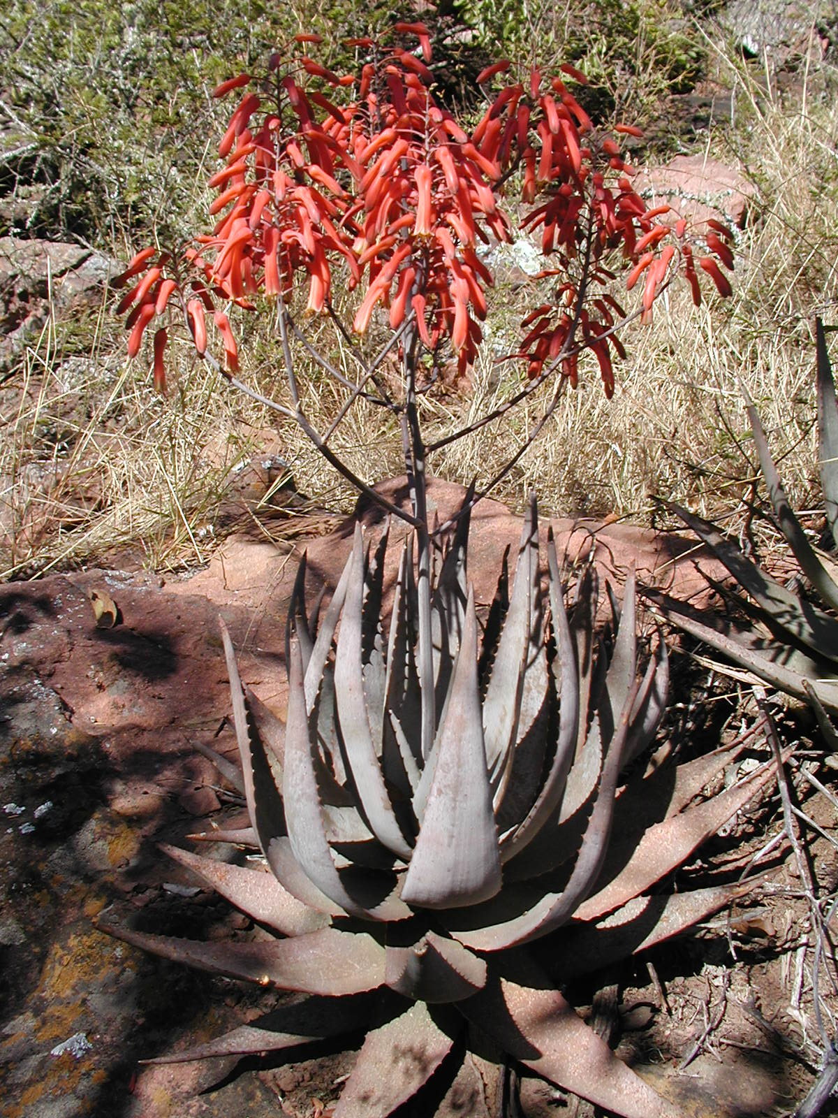 Aloe chabaudii var. chabaudii - Wikispecies