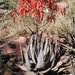 Aloe chabaudii chabaudii - Photo (c) Ryan van Huyssteen, algunos derechos reservados (CC BY-SA), subido por Ryan van Huyssteen