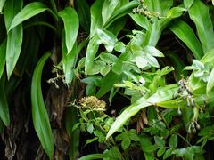 Scandia rosifolia