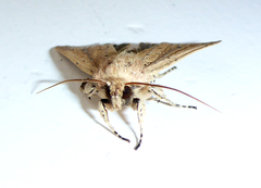Ichneutica epiastra
