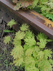 Acer platanoides