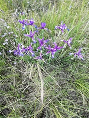 Iris reichenbachiana