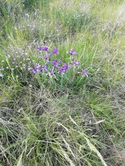Iris reichenbachiana