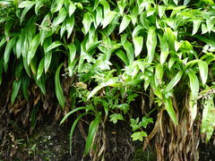 Scandia rosifolia