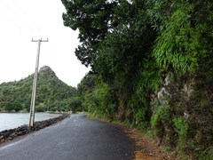 Scandia rosifolia