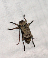 Leptostylus asperatus