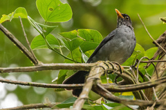 Turdus subalaris