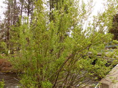 Salix lemmonii