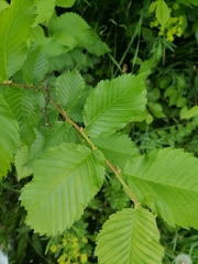 Ulmus laevis