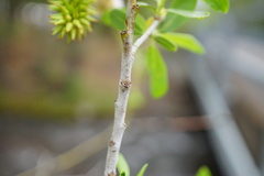 Salix lemmonii