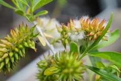 Salix lemmonii