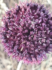 Allium