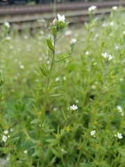Buglossoides arvensis