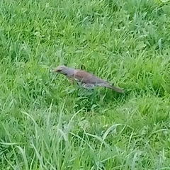 Turdus pilaris