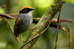 Conopophaga melanops