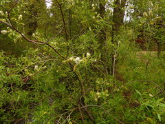Salix lemmonii