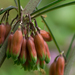 Polygonatum kingianum - Photo (c) dogtooth77, some rights reserved (CC BY-NC-SA)