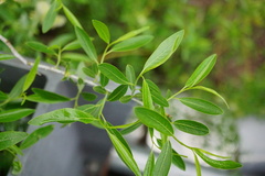 Salix lemmonii