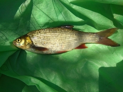 Leuciscus idus