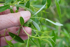 Salix lemmonii