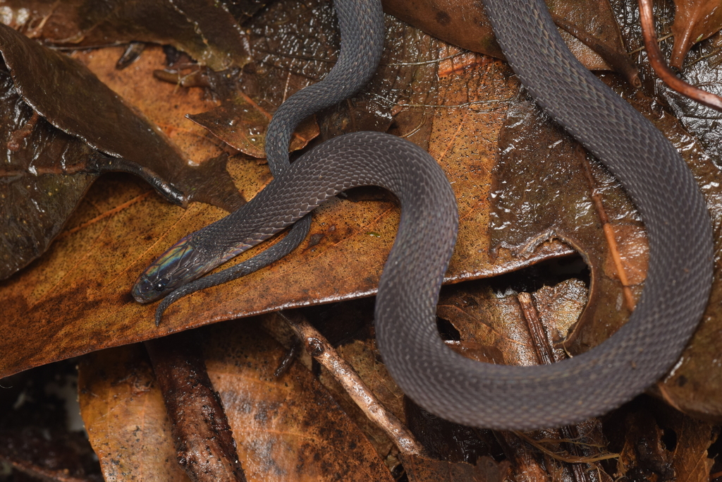 Peters' Odd-scaled Snake In July 2017 By Aiki Yamada. Found Under Stone 