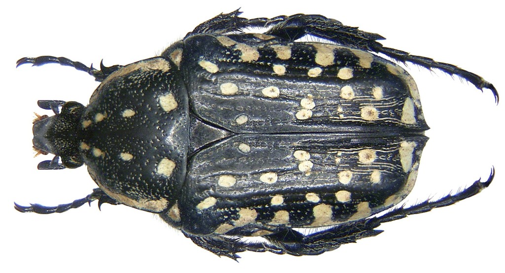 Oxythyrea pantherina
