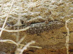 Mediodactylus kotschyi